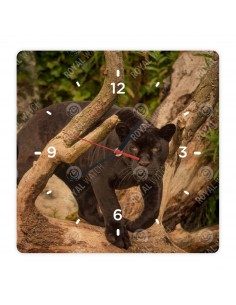 Jaguar amerykański
