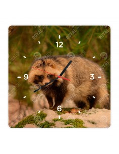 Енотовидная собака