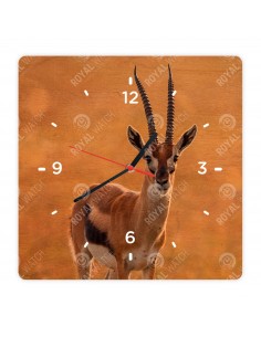 Thomson gazella