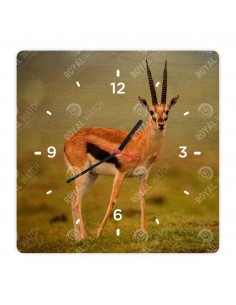 Thomson gazella