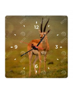 Thomson´s gazelle