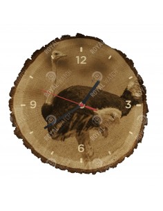 Struś czerwonoskóry