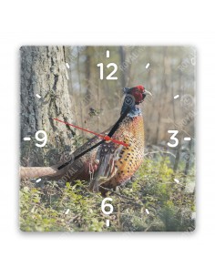 Common pheasant