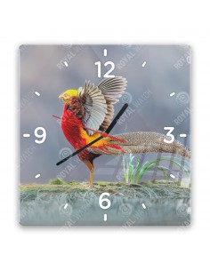 Golden pheasant