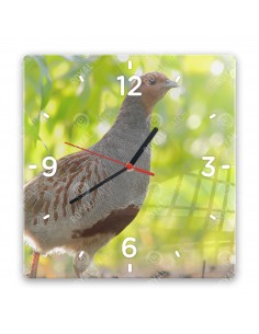 Grey partridge