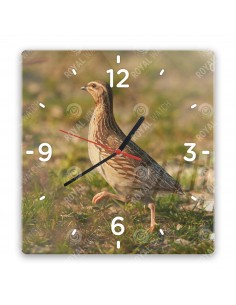 Przepiórka zwyczajna