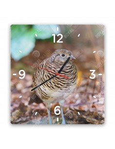 Common quail