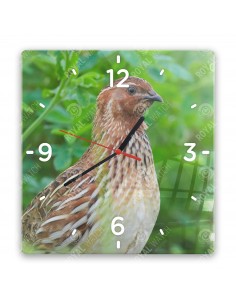 Common quail