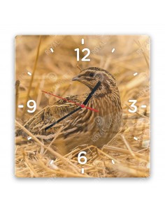 Common quail