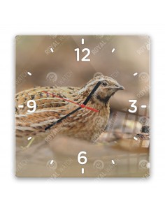 Common quail