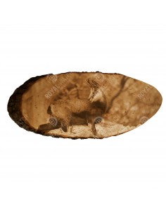 Chamois