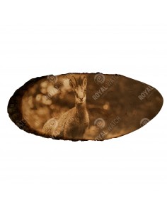 Chamois