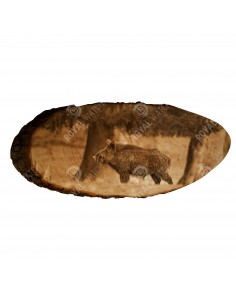 Wildschwein