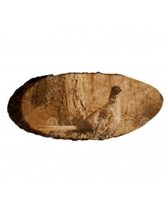 Bažant obecný