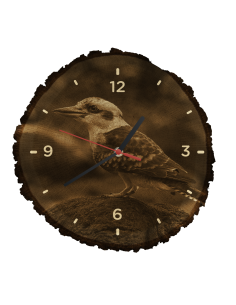 Kookaburra modrokrídla