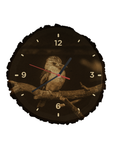 Kookaburra modrokrídla