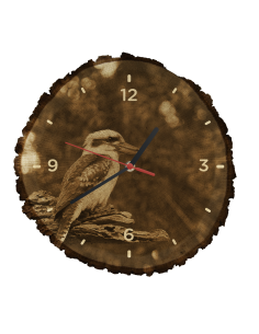 Kookaburra modrokrídla