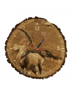 Alpesi kőszáli kecske