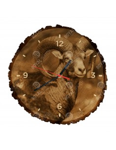 Mouflon