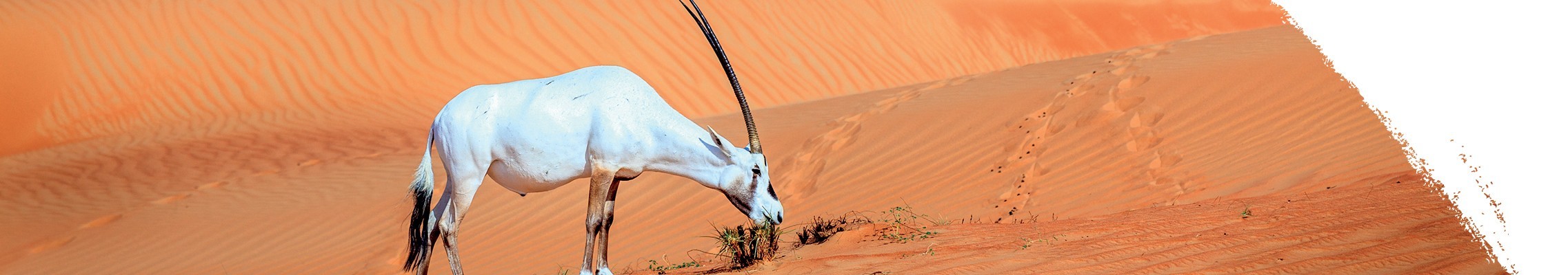 Přímorožec arabský