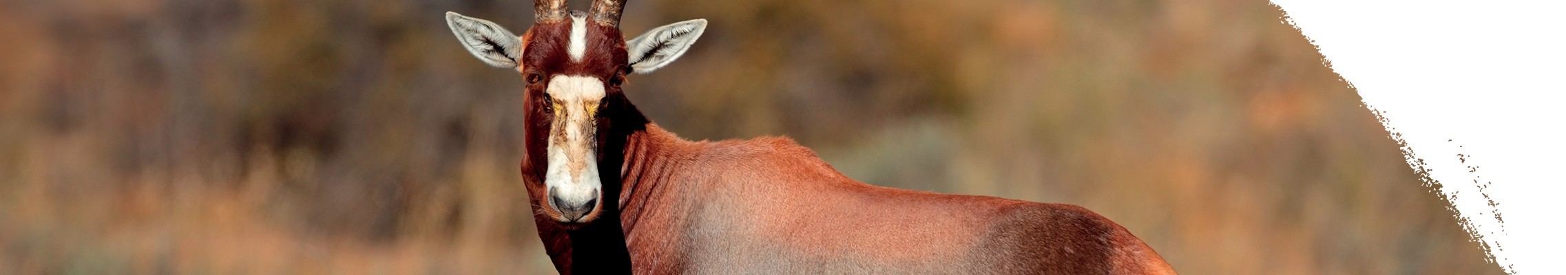 Blesbok antilop