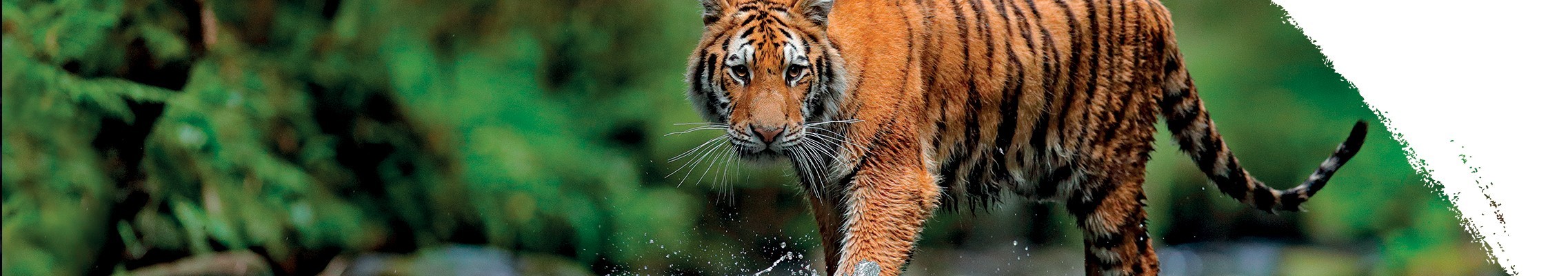 Tygrys azjatycki
