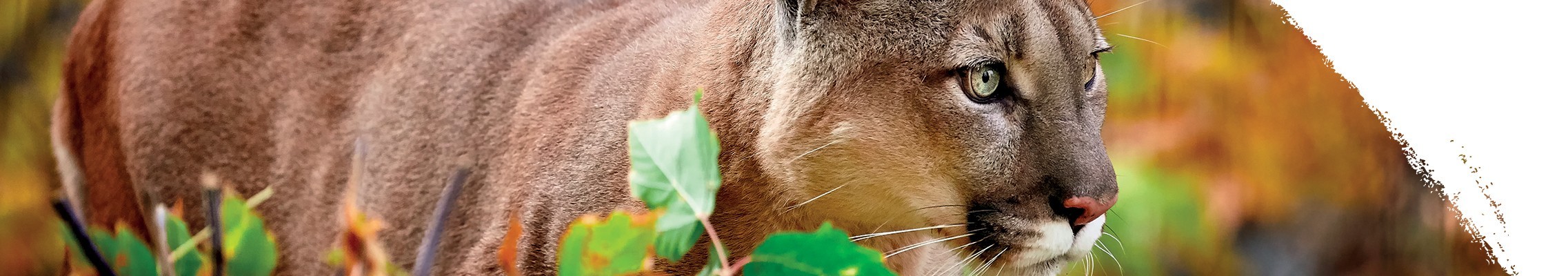 Puma płowa
