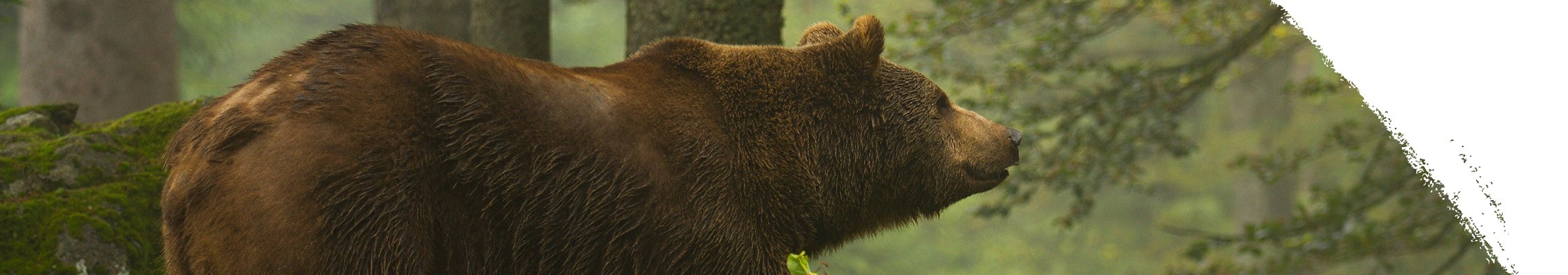 Medvěd grizzly