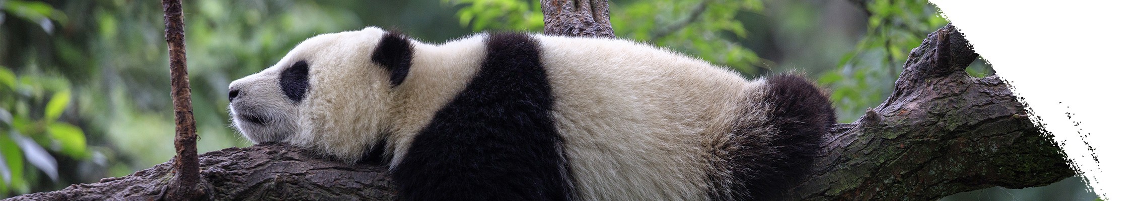 Panda wielka