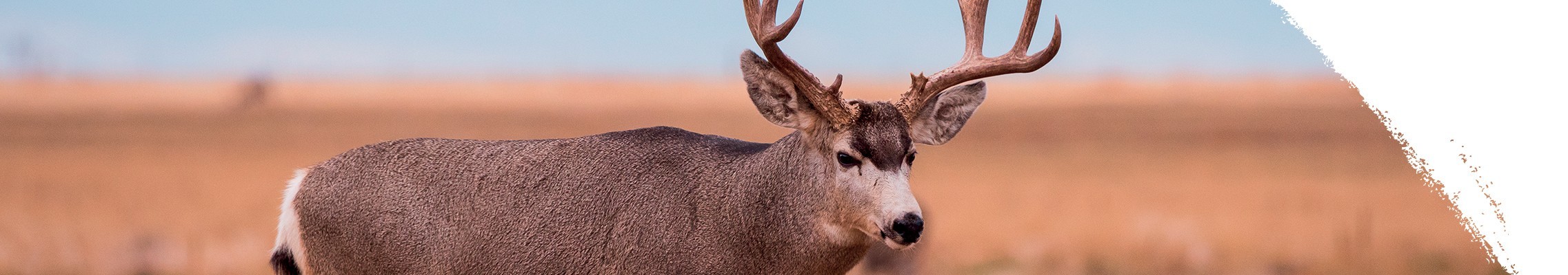 Чернохвостый олень