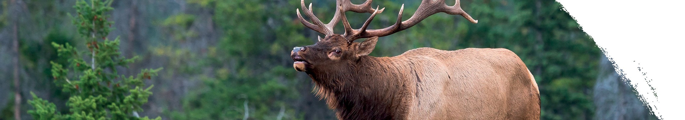 Wapiti
