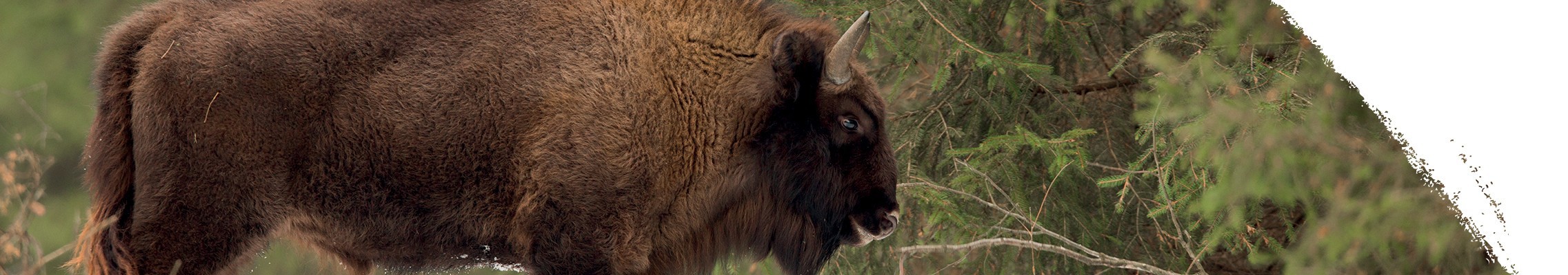Wisent