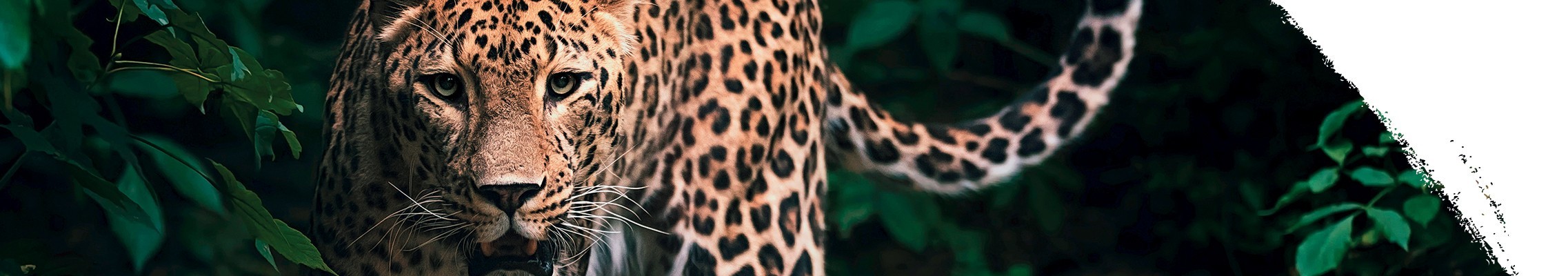 Leopard škvrnitý