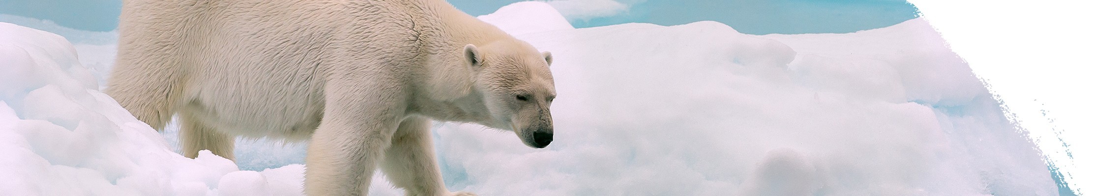 Niedźwiedź polarny