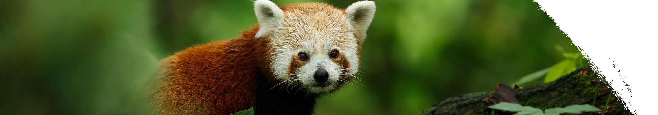 Kleiner Panda