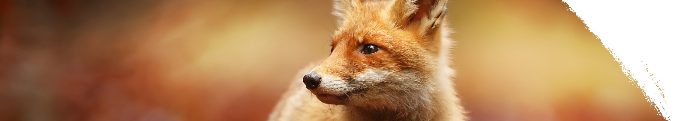 Rotfuchs
