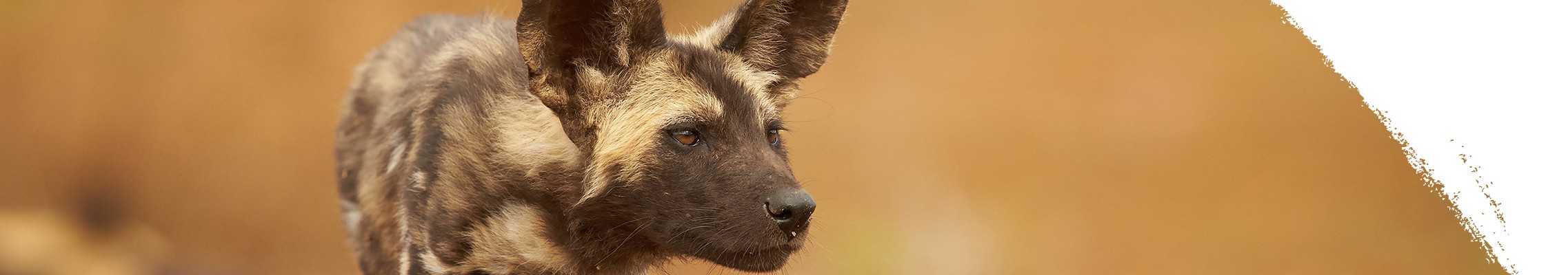 Afrikanischer Wildhund