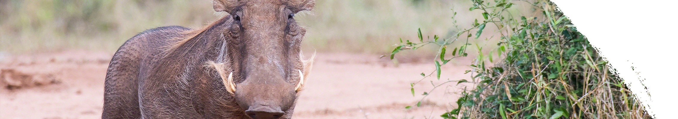 Prasa bradavičnaté