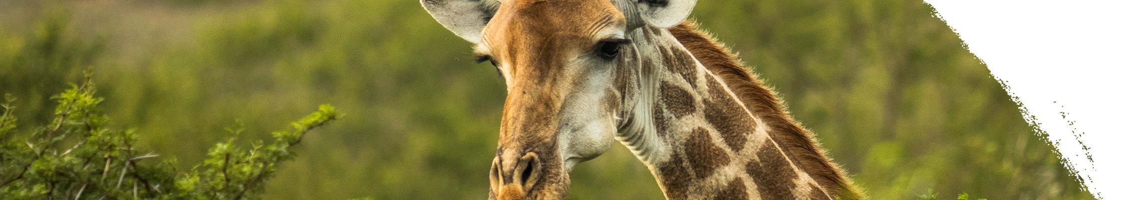 Giraffen
