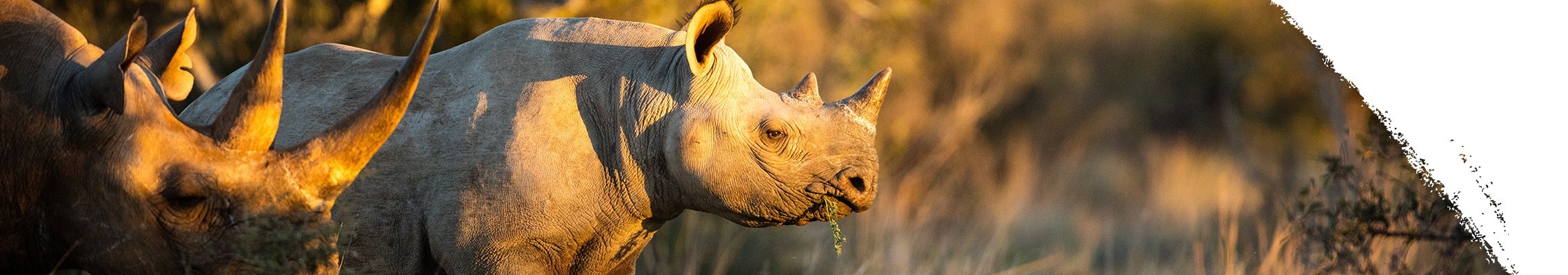 Black rhinoceros