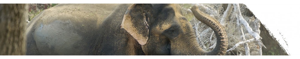 Asiatischer Elefant