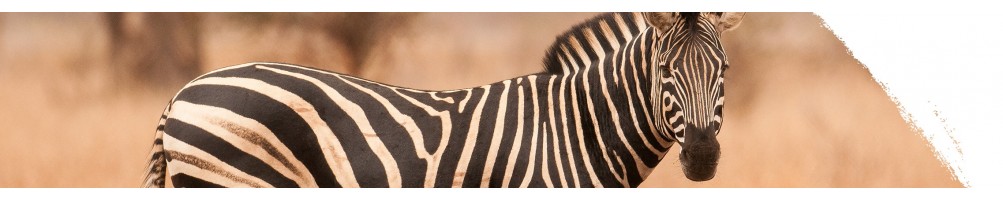 Alföldi zebra