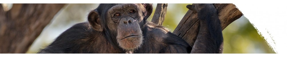 Šimpanz učenlivý
