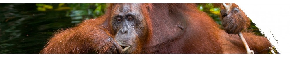 Orang-Utans