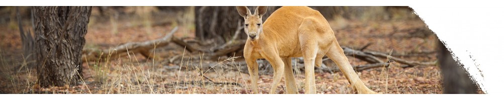 Vörös óriáskenguru