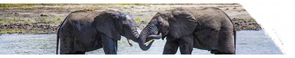 Afrikanischer Elefant