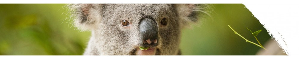 Koala medvídkovitý