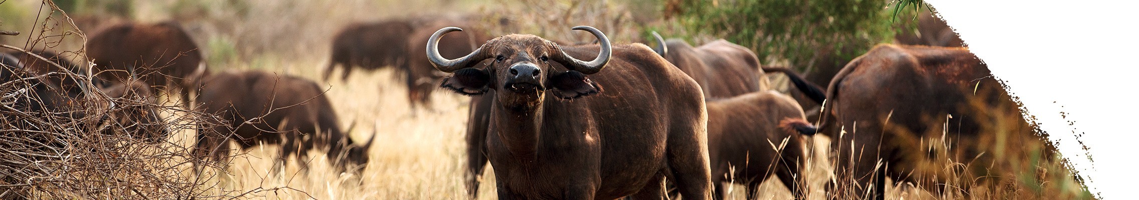 Byvol africký