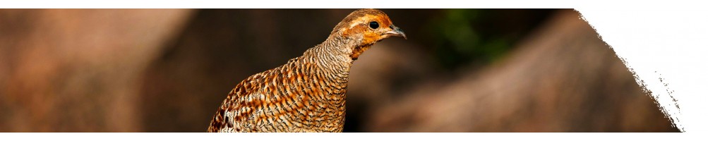 Grey partridge