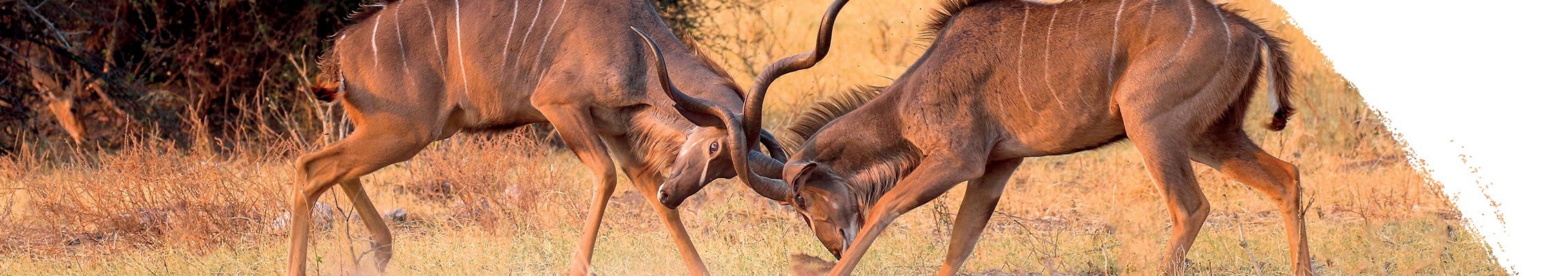 Kudu antilope
